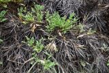 род Astragalus