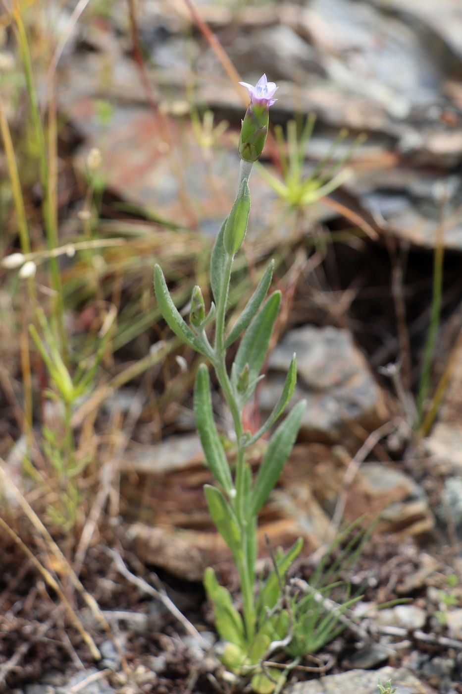 Image of Chardinia orientalis specimen.