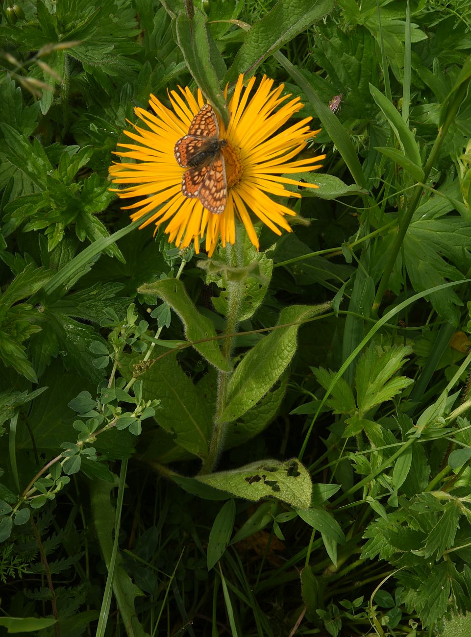 Изображение особи Inula orientalis.