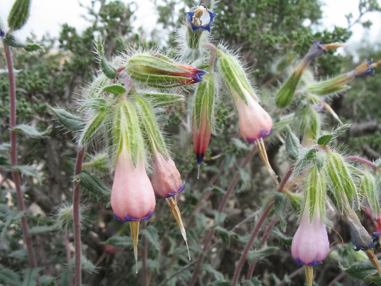 Image of Onosma staminea specimen.