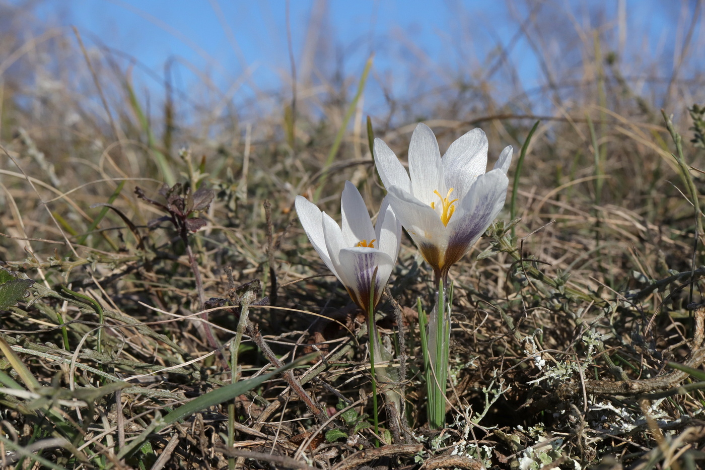 Image of Crocus tauricus specimen.