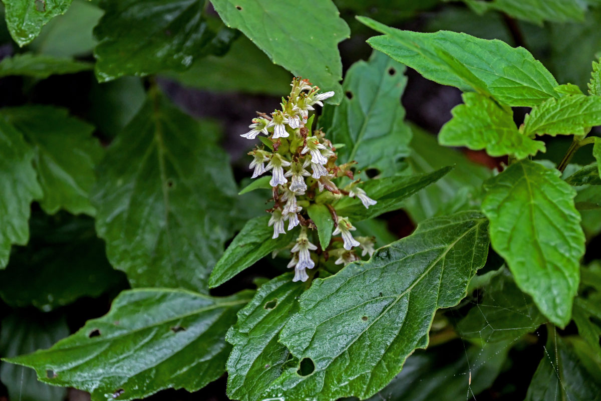 Изображение особи Ajuga decumbens.