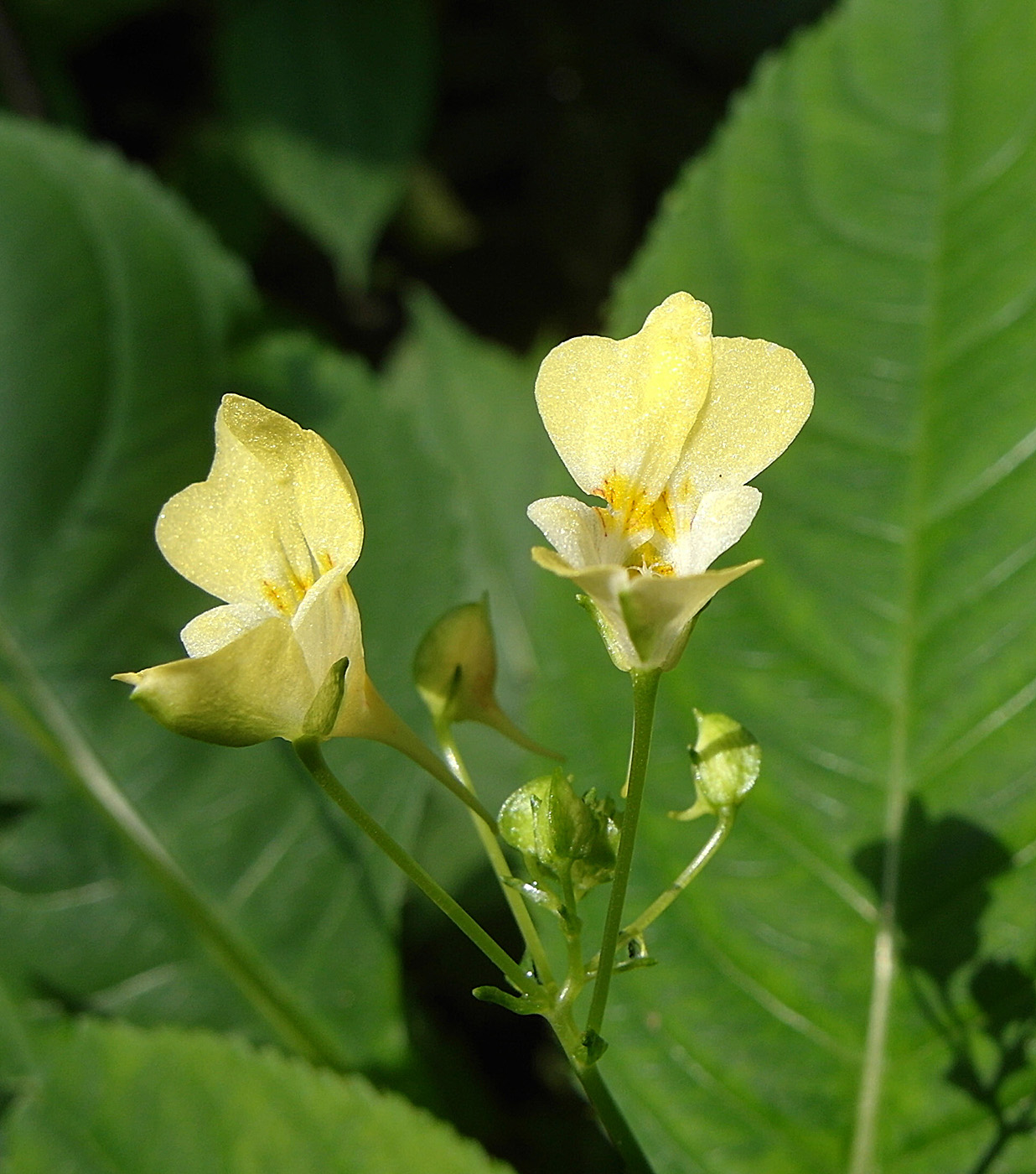 Image of Impatiens parviflora specimen.