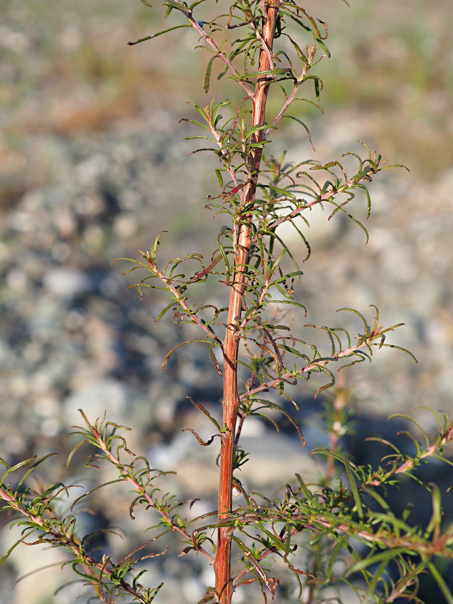 Image of Chamaenerion colchicum specimen.