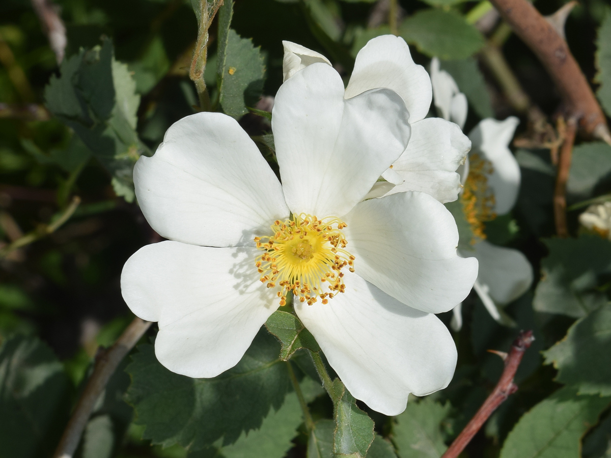 Изображение особи Rosa canina.
