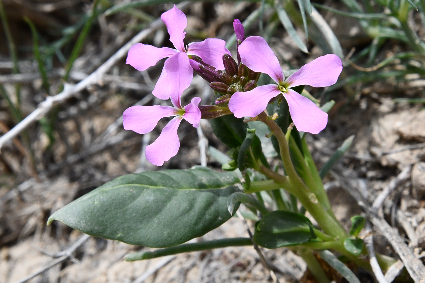 Image of Spryginia crassifolia specimen.