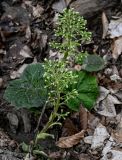 Petasites albus. Отцветающие растения. Краснодарский край, Сочи, Хостинский р-н, гора Ахун, широколиственный лес. 14.03.2025.