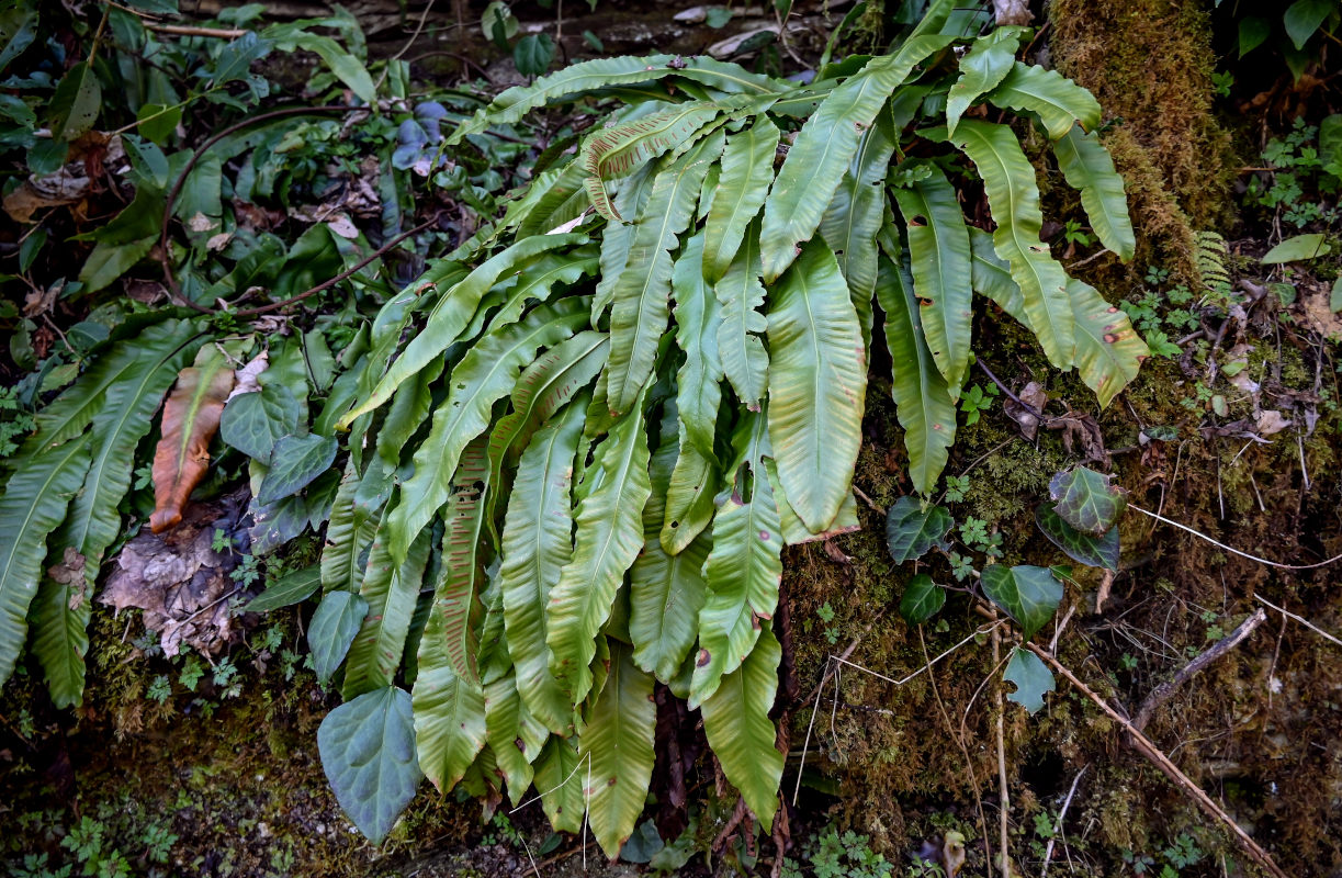 Image of Phyllitis scolopendrium specimen.