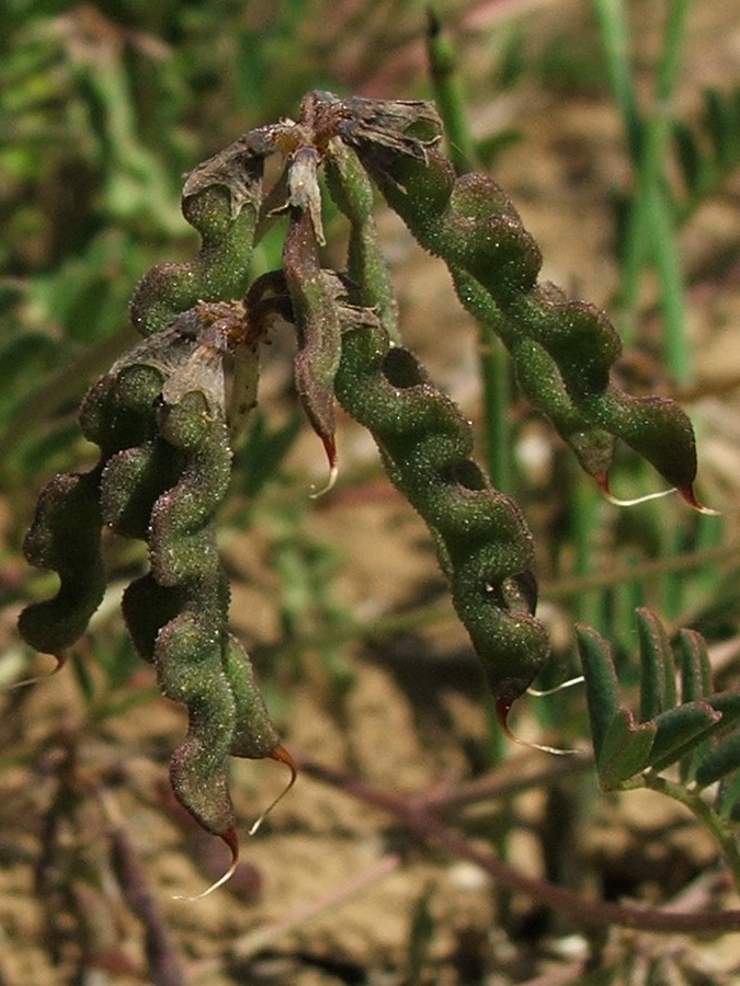 Image of Hippocrepis comosa specimen.