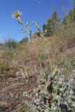 Lactuca tuberosa. Цветущие растения в сообществе с Teucrium capitatum. Крым, Севастополь, Балаклава, приморский склон. 28.05.2025.