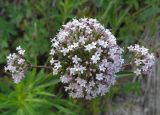 Valeriana dubia