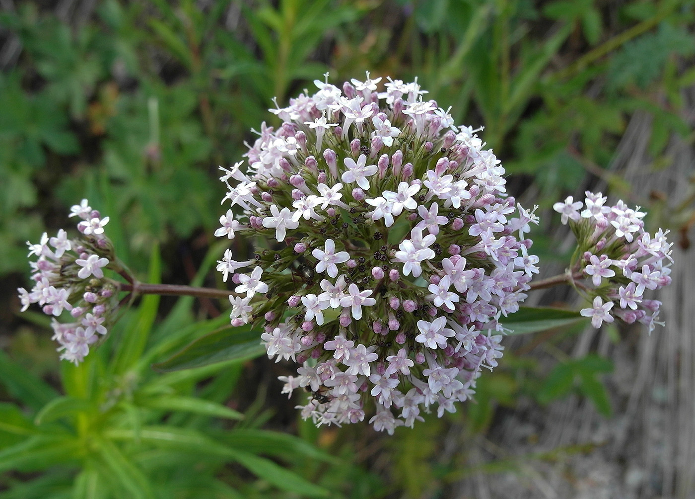 Image of Valeriana dubia specimen.