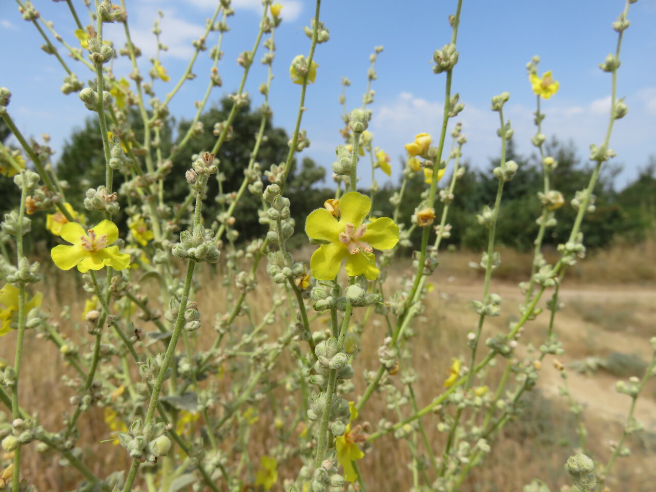 Image of Verbascum mucronatum specimen.