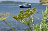 род Heracleum