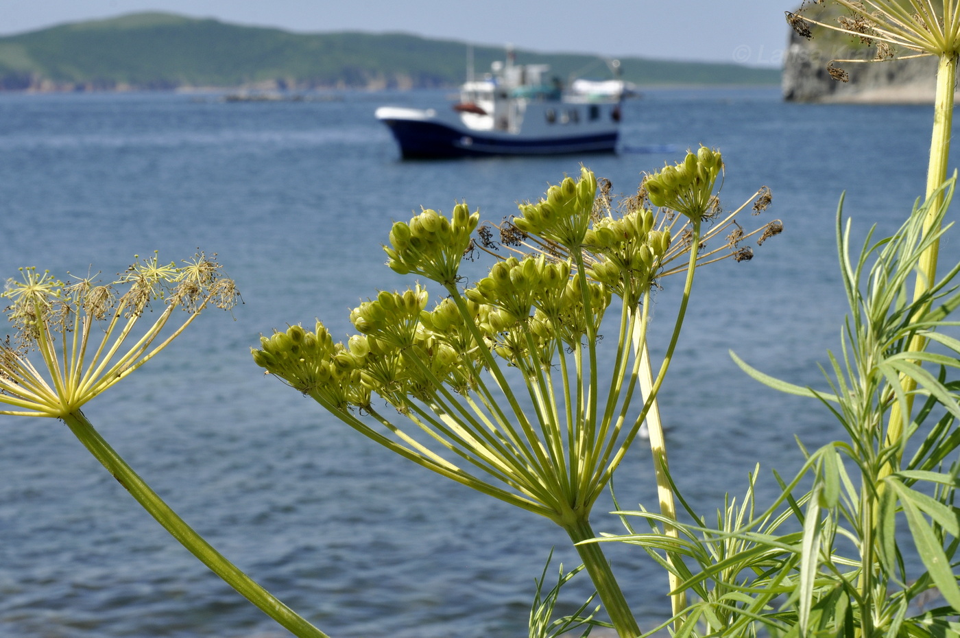 Image of genus Heracleum specimen.