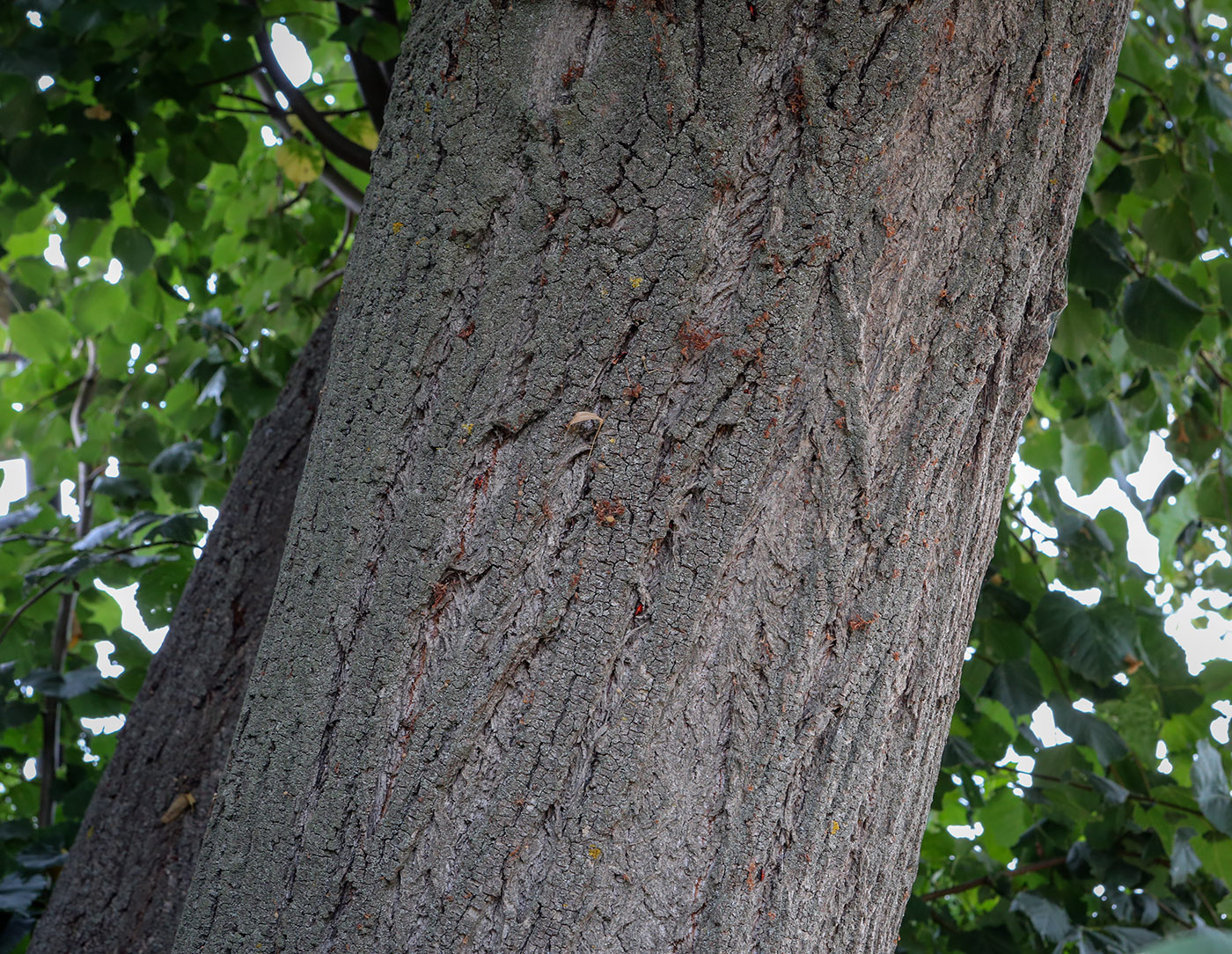 Image of Tilia cordata specimen.