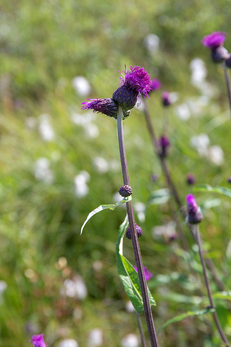 Изображение особи род Cirsium.