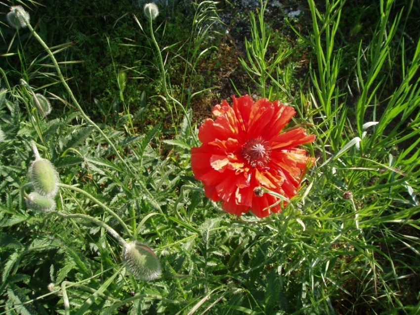 Изображение особи Papaver orientale.