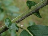 Salix nipponica. Часть побега с прилистниками. Хабаровский край, окр. г. Комсомольск-на-Амуре, зарастающая просека. 07.08.2025.
