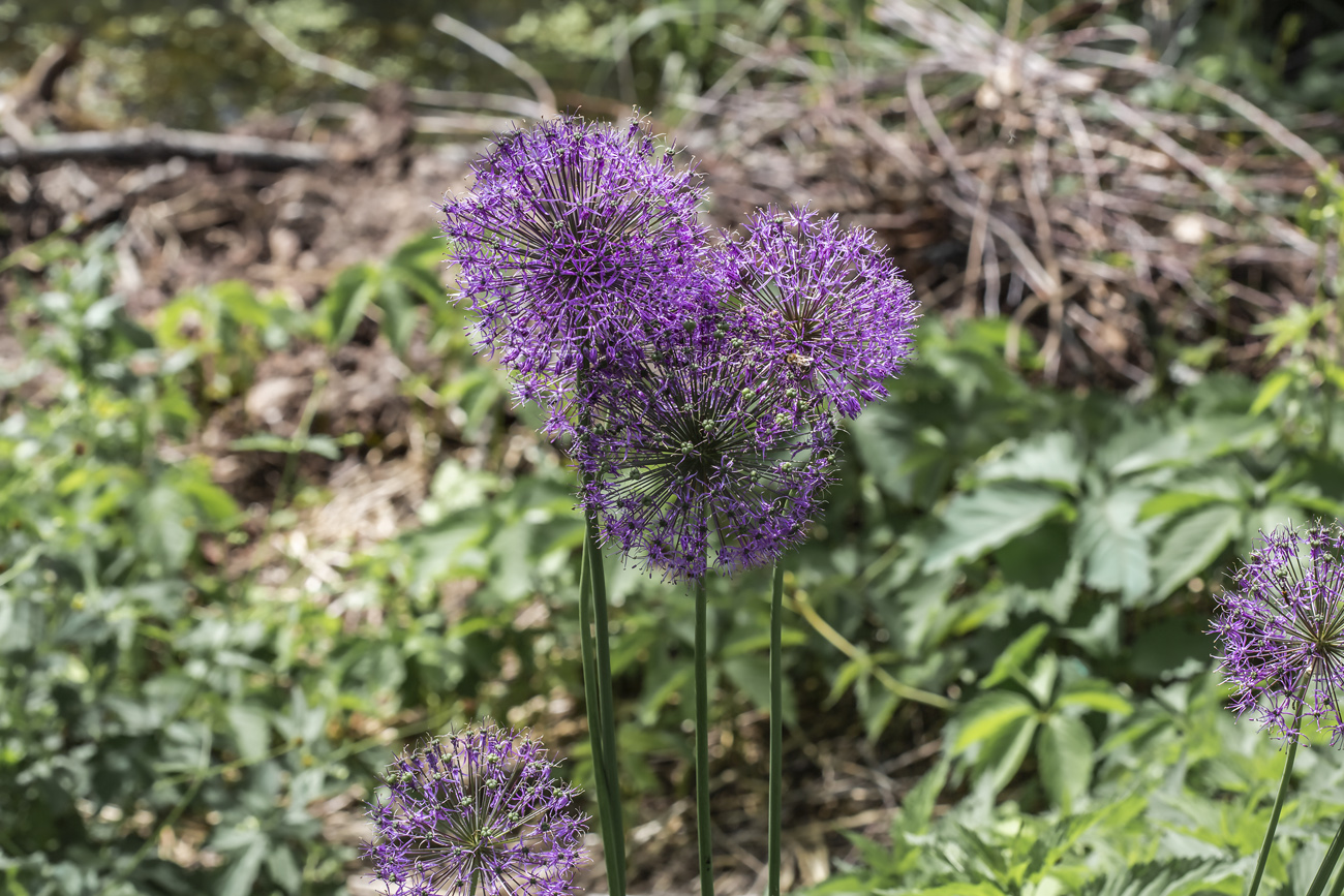 Изображение особи Allium rosenbachianum.