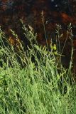 genus Poa. Верхушки побегов с соцветиями. Псковская обл., Псковский р-н, окр. погоста Выбуты, берег р. Великая, на известняке на урезе воды. 02.08.2025.