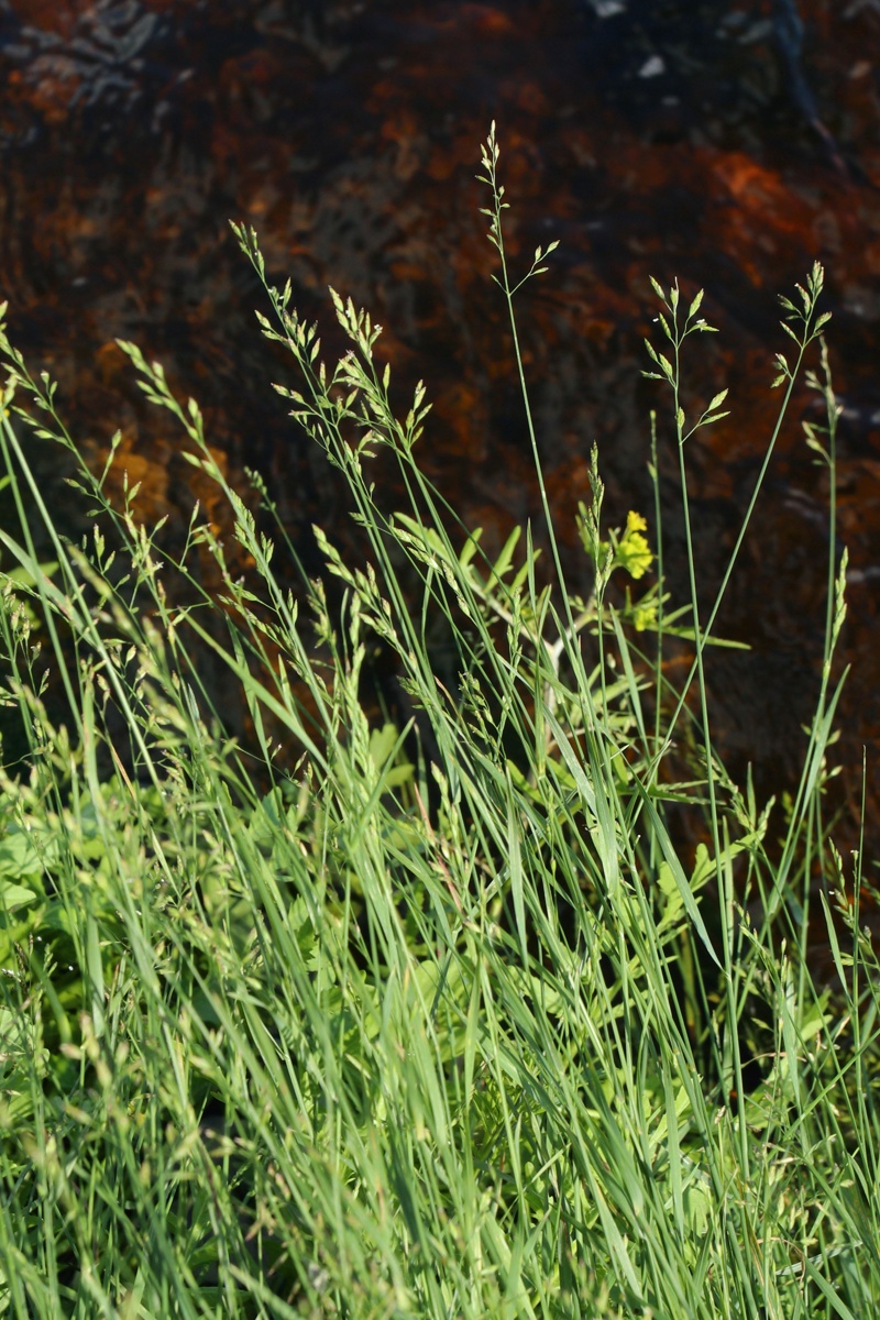 Image of genus Poa specimen.