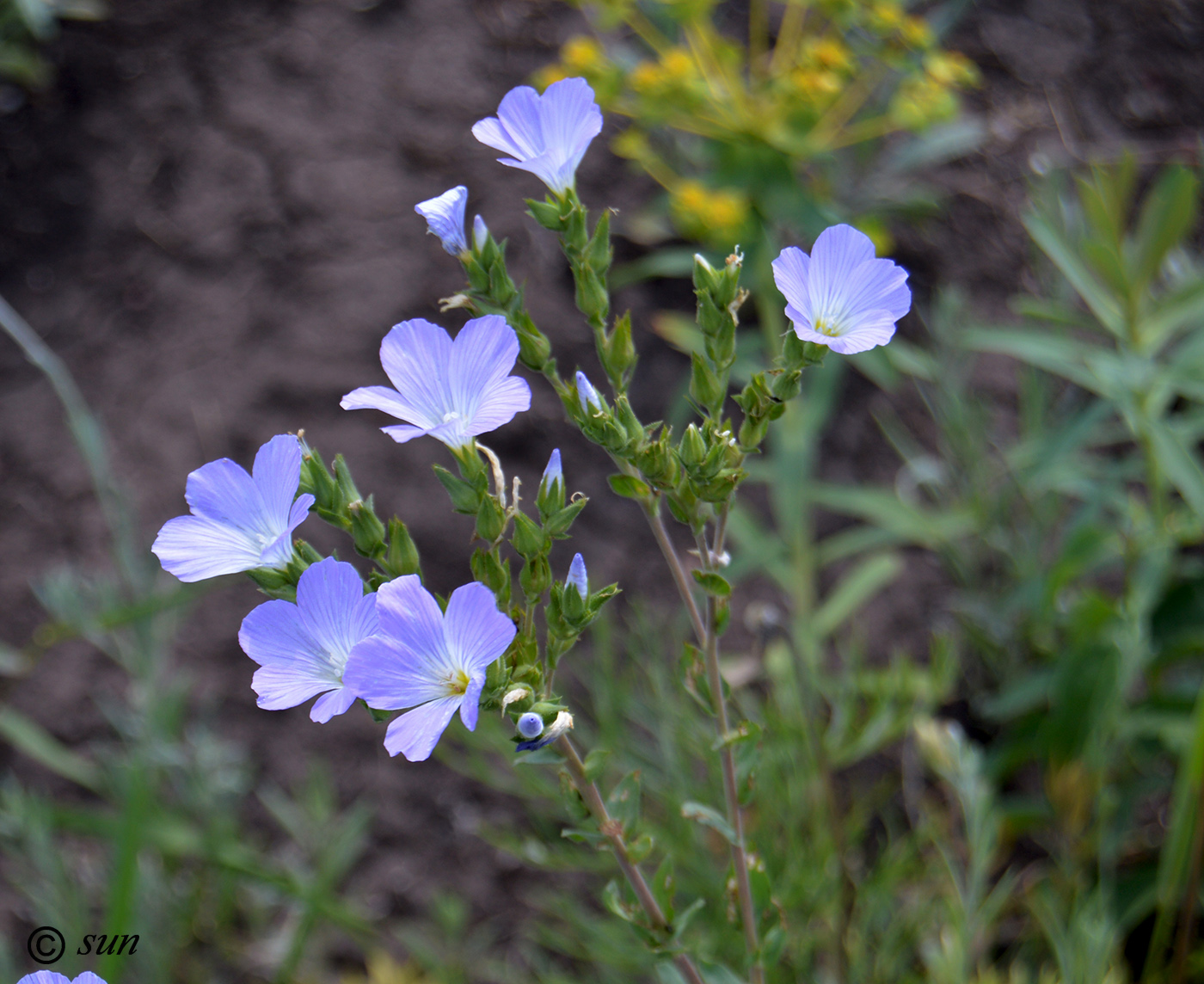 Image of Linum hirsutum specimen.