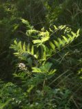 Glycyrrhiza glabra