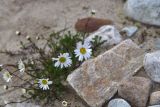 Tripleurospermum caucasicum. Соцветия. Кабардино-Балкария, Эльбрусский р-н, западная часть котловины оз. Донгуз-Орун, осушенный участок озера. 18 июня 2025 г.