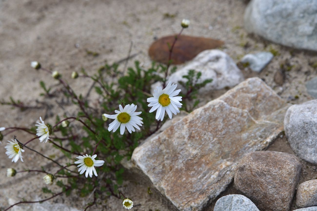 Изображение особи Tripleurospermum caucasicum.