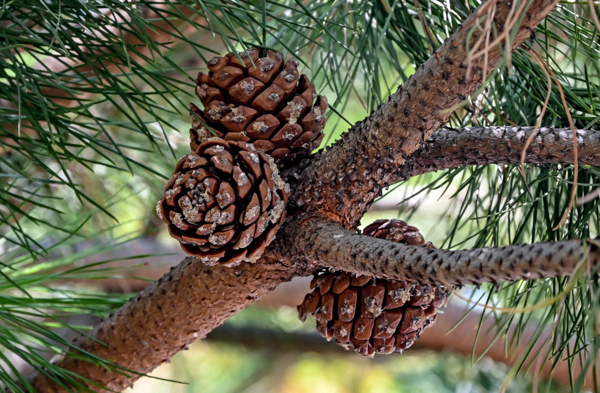 Image of Pinus pinea specimen.