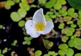 Hydrocharis morsus-ranae. Женский цветок. Белгородская обл., Ракитянский р-н, окр. с. Нижние Пены; р. Псёл, заводь, мелководье, илистое дно, заросли ряски Lemna. 16 июля 2022 г.