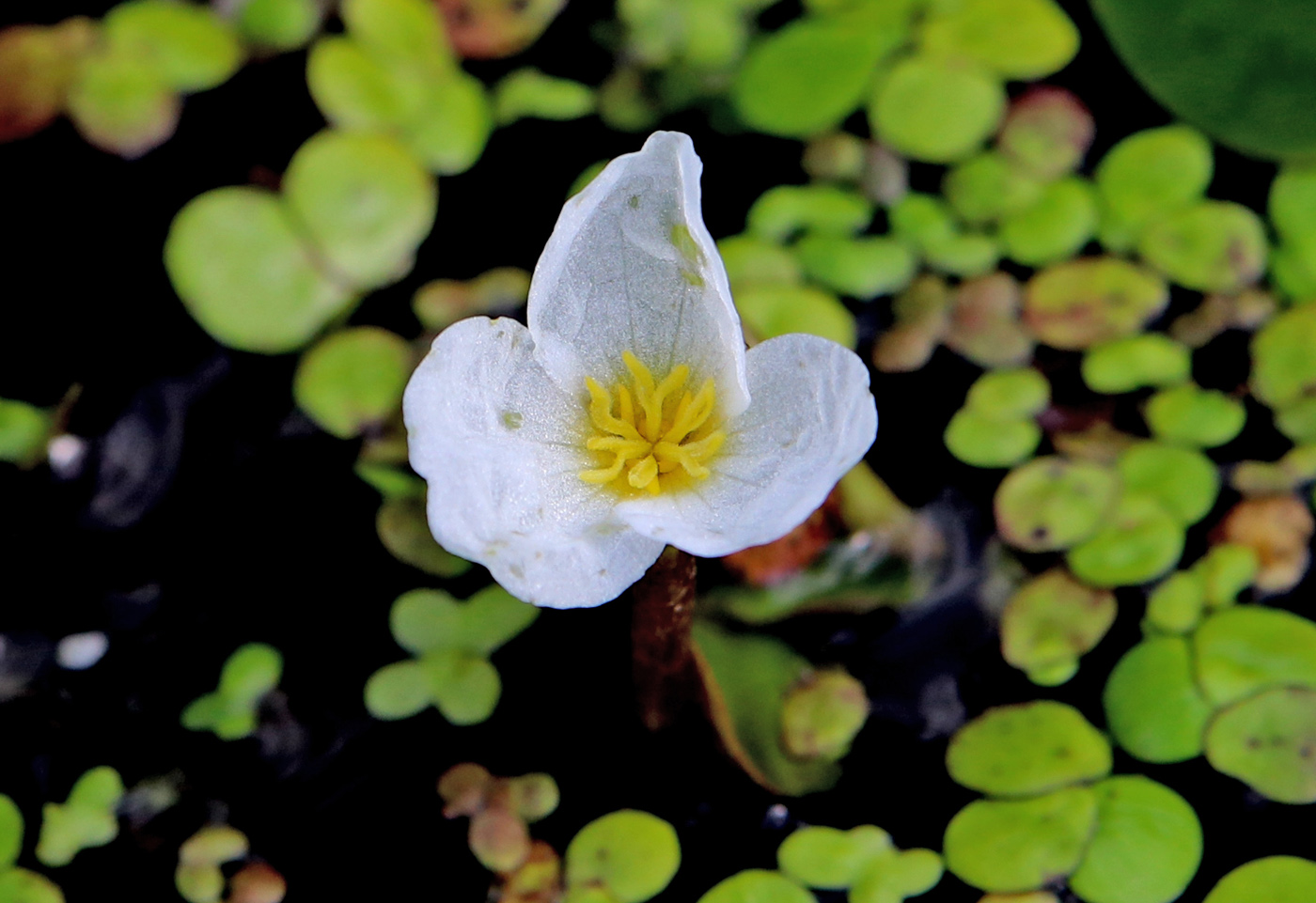 Image of Hydrocharis morsus-ranae specimen.