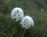 Изображение особи. Автор - Татьяна Винокурова