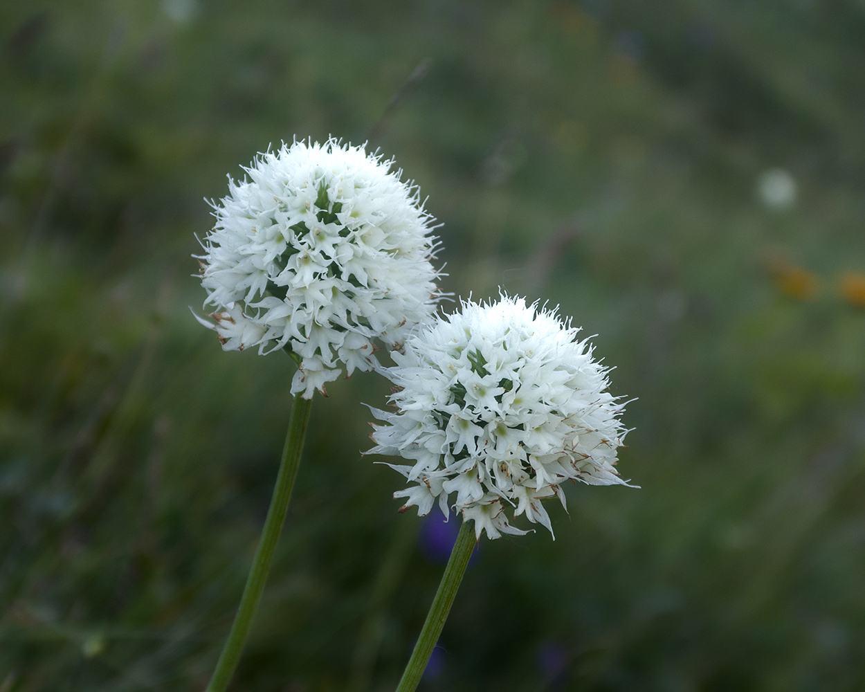 Изображение особи Traunsteinera sphaerica.