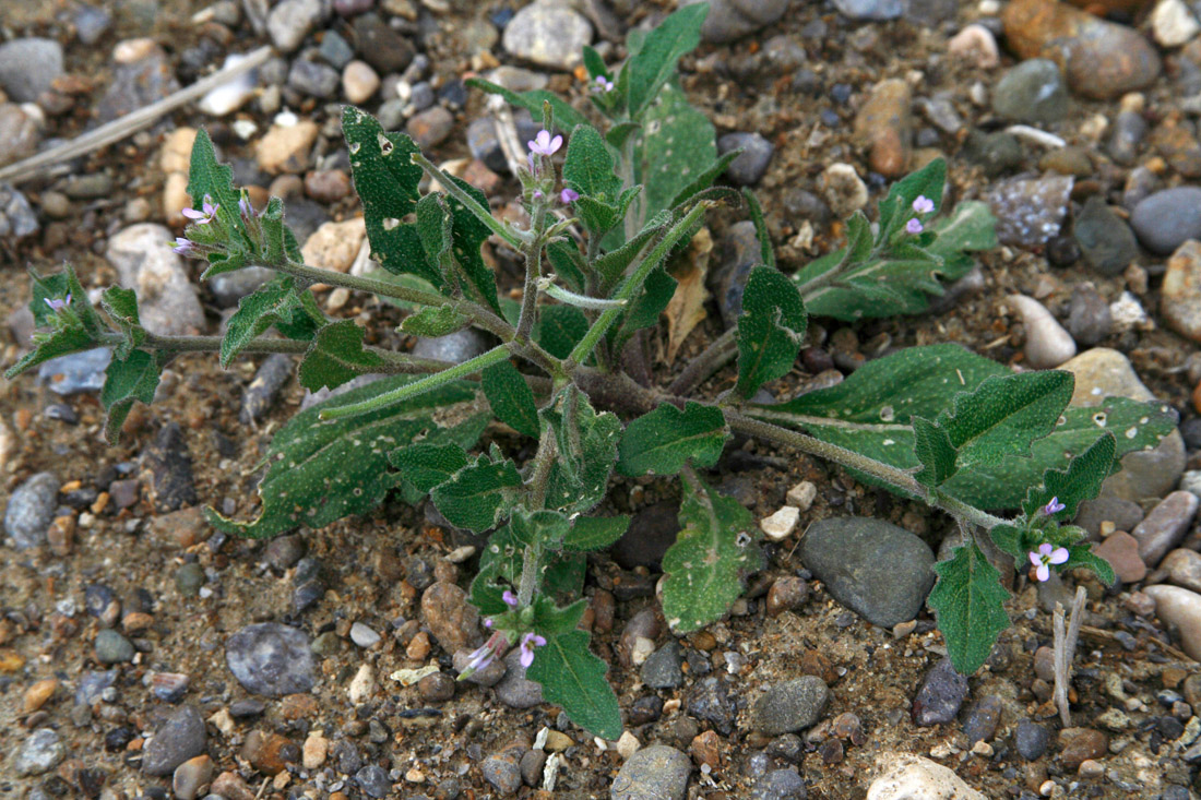 Изображение особи Strigosella trichocarpa.