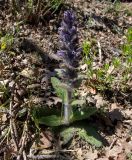 Ajuga orientalis