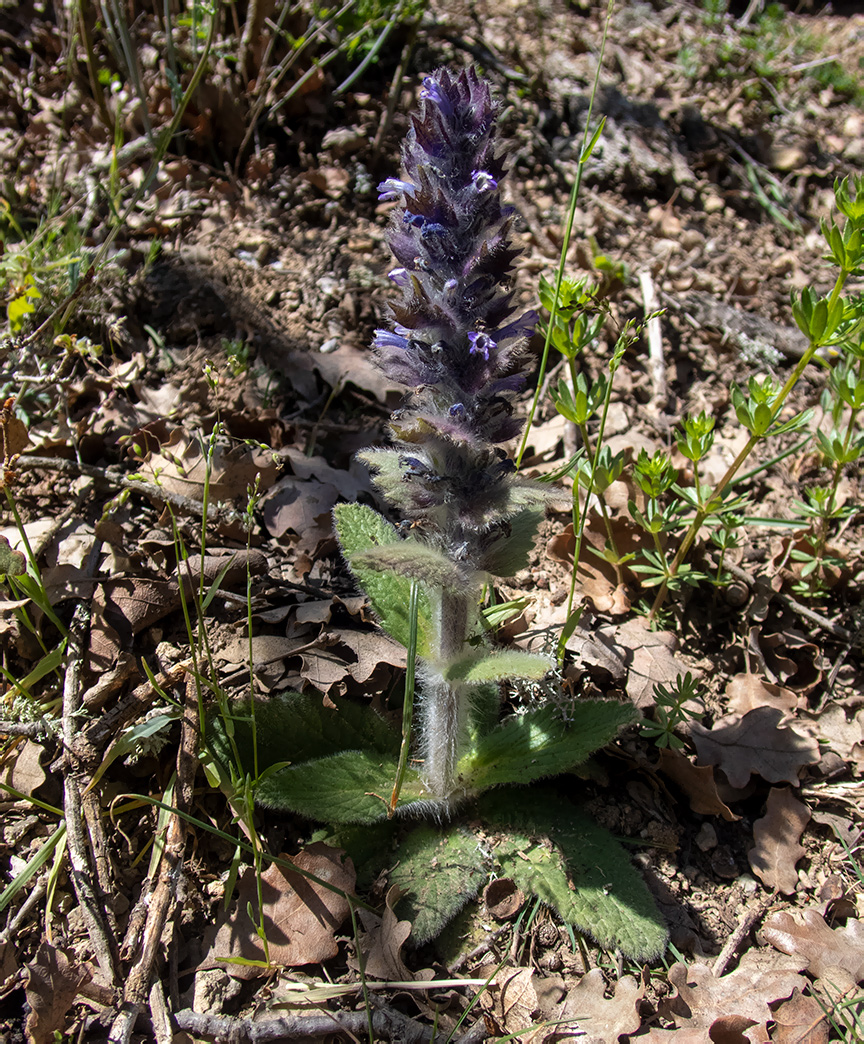 Image of Ajuga orientalis specimen.