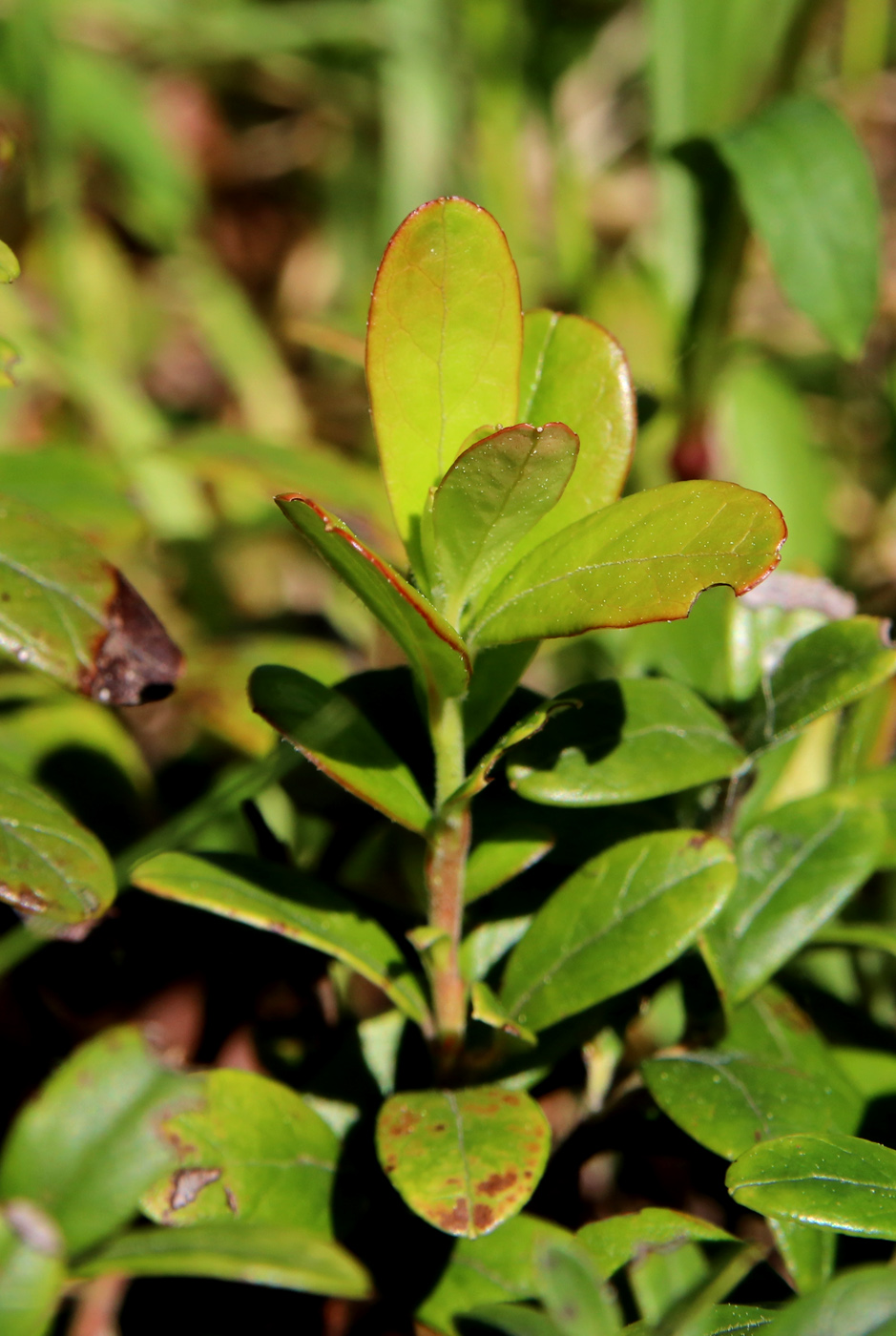 Изображение особи Vaccinium vitis-idaea.
