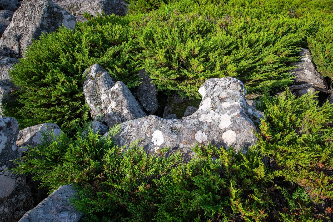 Изображение особи Microbiota decussata.