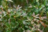 Buxus balearica. Верхушки побегов с бутонами. Крым, Евпатория, санаторий \"Планета\", озеленение территории. 09.01.2026.