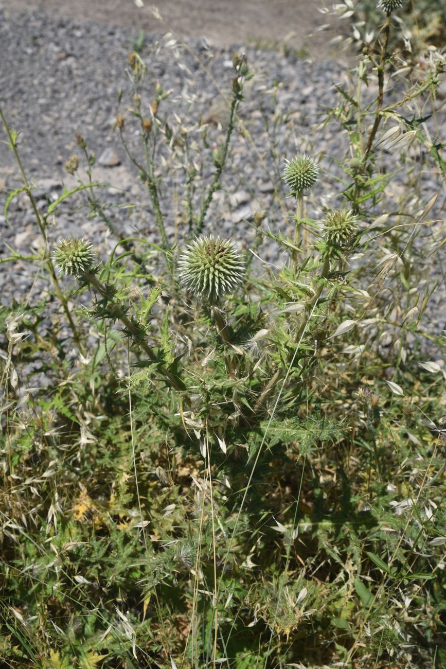 Изображение особи род Echinops.