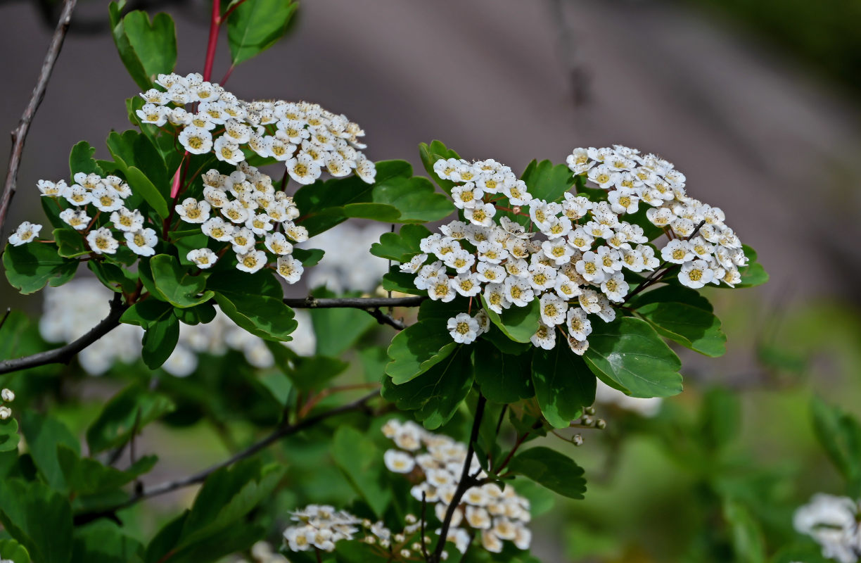 Изображение особи Spiraea blumei.