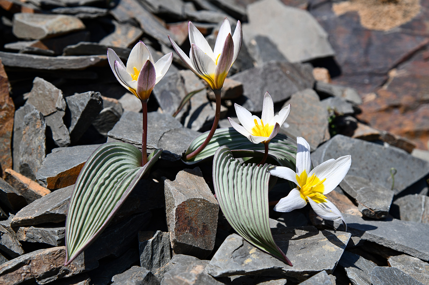Image of Tulipa regelii specimen.