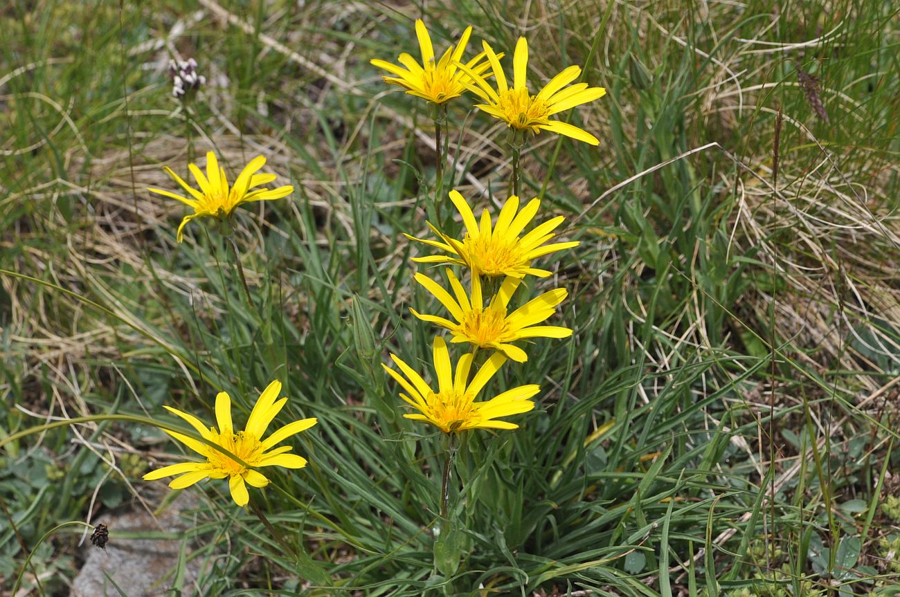 Изображение особи род Tragopogon.
