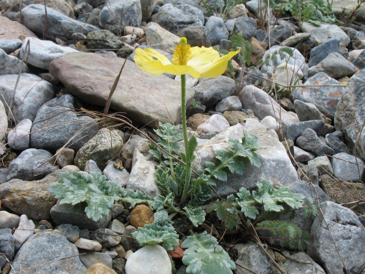 Image of Glaucium squamigerum specimen.