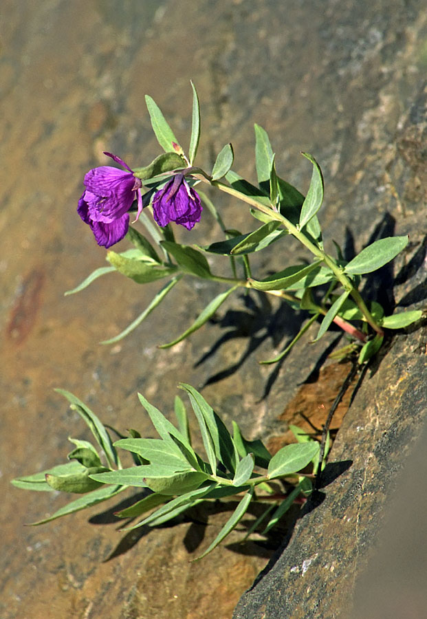 Image of Chamaenerion latifolium specimen.