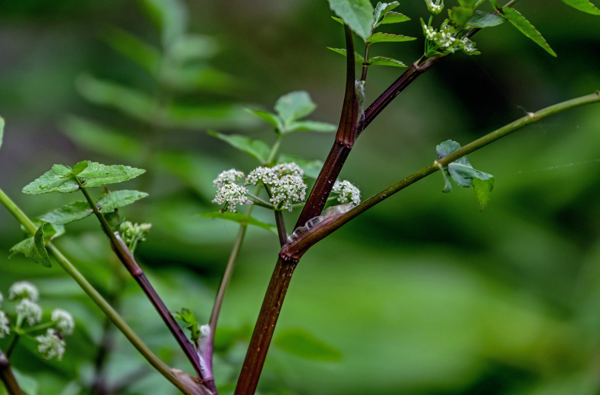 Изображение особи Apium nodiflorum.
