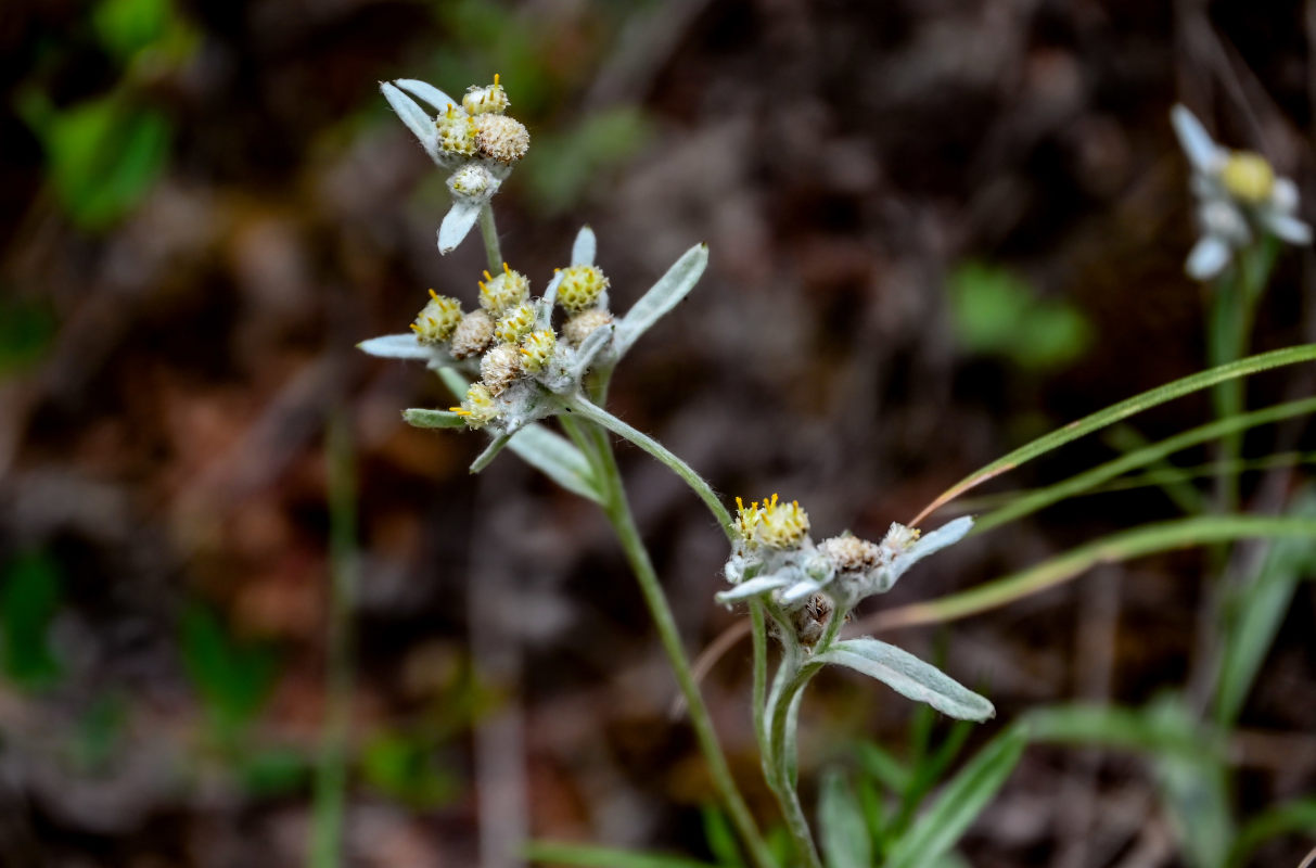 Image of genus Leontopodium specimen.