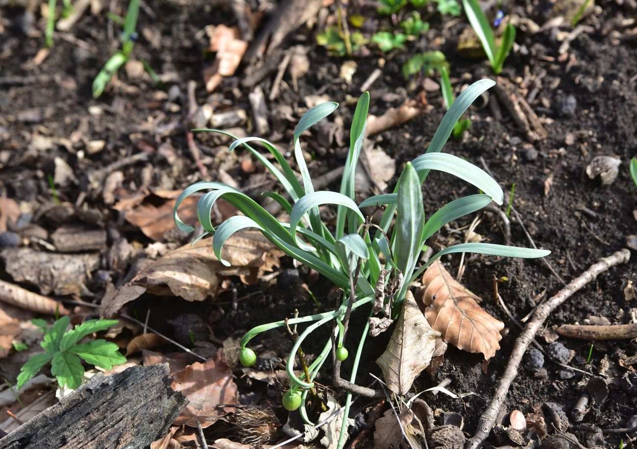 Image of Unknown species specimen.